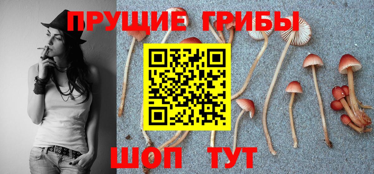 Галлюциногенные грибы Psilocybe  Вход с VPN  Бор 